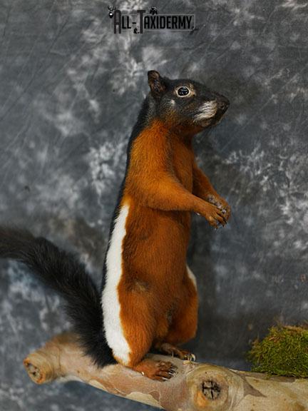 Pair of Prevost Squirrels taxidermy mount SKU 2338 - Image 4