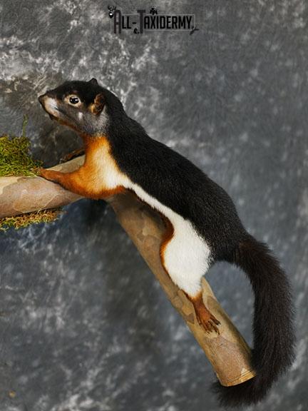 Pair of Prevost Squirrels taxidermy mount SKU 2338 - Image 3