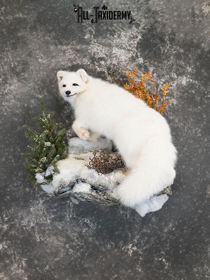 Arctic Fox taxidermy mount SKU 2328