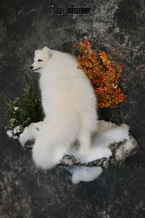 Arctic Fox taxidermy mount SKU 2328 - Image 2