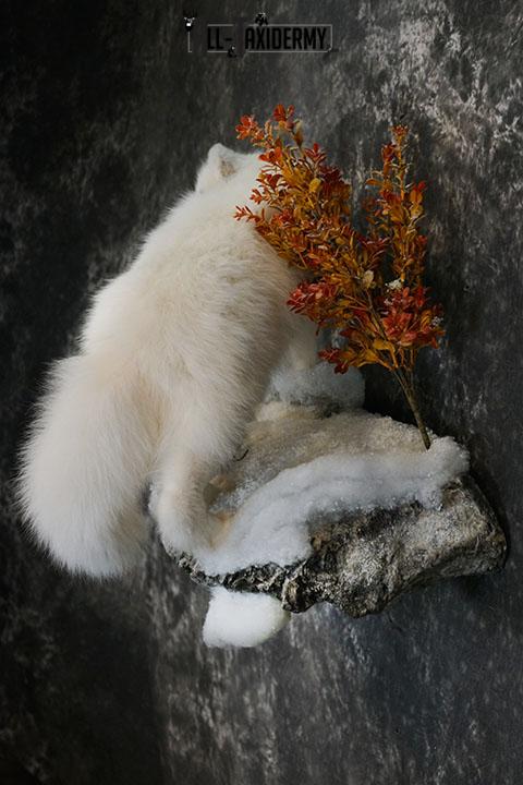 Arctic Fox taxidermy mount SKU 2328 - Image 8