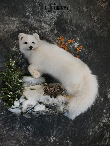 Arctic Fox taxidermy mount SKU 2328 - Image 7