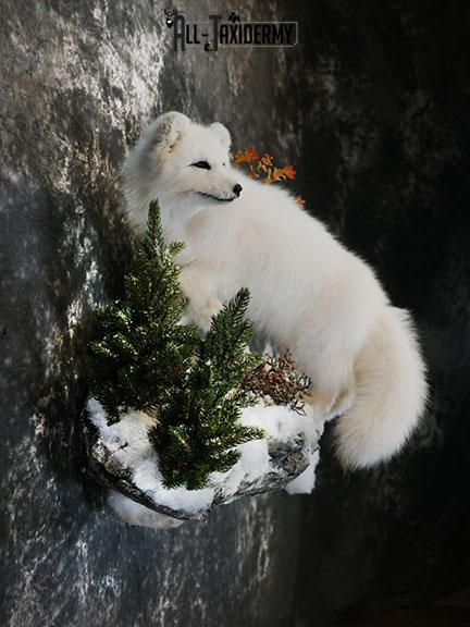Arctic Fox