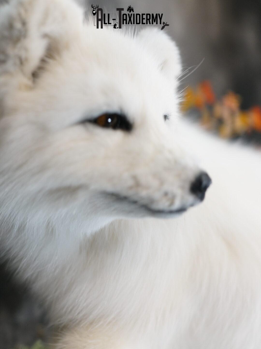 Arctic Fox taxidermy mount SKU 2328 - Image 5