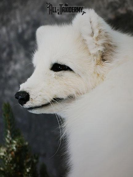 Arctic Fox taxidermy mount SKU 2328 - Image 4