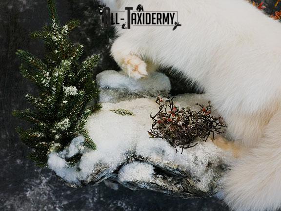 Arctic Fox taxidermy mount SKU 2328 - Image 3