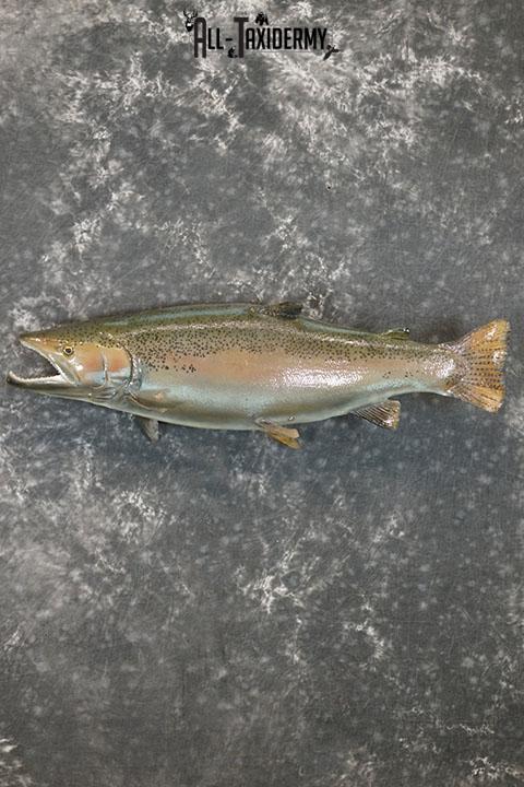 Salmon taxidermy mount SKU 2319