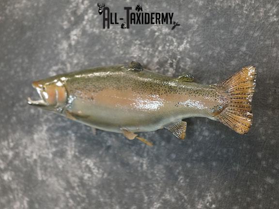 Salmon taxidermy mount SKU 2319 - Image 2