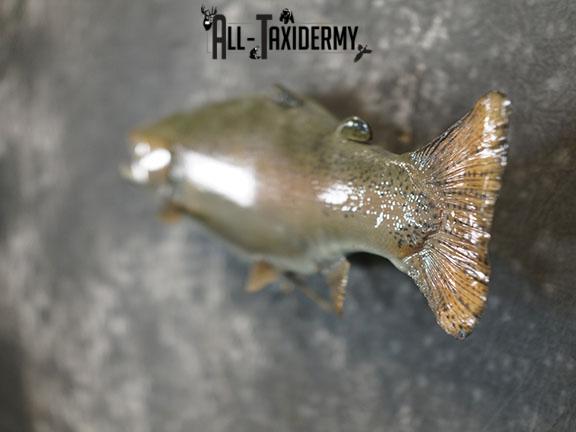 Salmon taxidermy mount SKU 2319 - Image 7