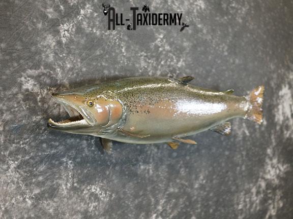 Salmon taxidermy mount SKU 2319 - Image 6