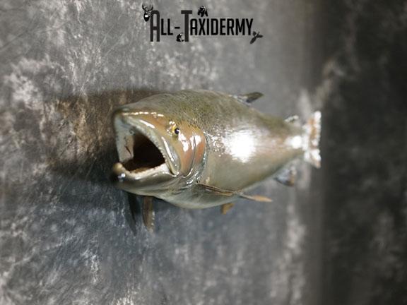 Salmon taxidermy mount SKU 2319 - Image 5