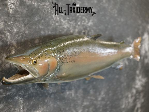 Salmon taxidermy mount SKU 2319 - Image 4