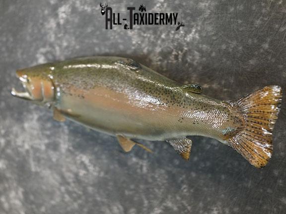 Salmon taxidermy mount SKU 2319 - Image 3