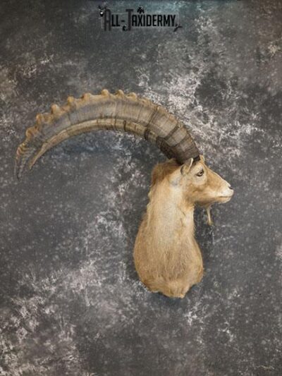 Alpine Ibex taxidermy shoulder mount SKU 2316