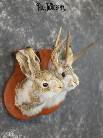 Jack-a-lope pair his and hers taxidermy mount SKU 2314 - Image 4