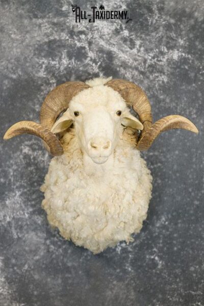 Barbarossa (Merino) sheep taxidermy shoulder mount SKU 2313