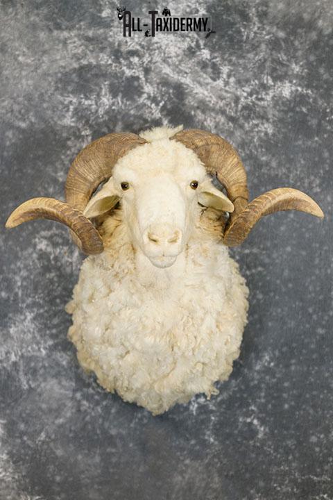 Barbarossa (Merino) sheep taxidermy shoulder mount SKU 2313