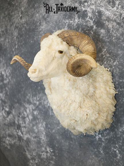 Barbarossa (Merino) sheep taxidermy shoulder mount SKU 2313 - Image 2