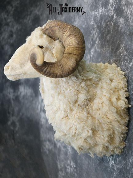 Barbarossa (Merino) sheep taxidermy shoulder mount SKU 2313 - Image 8