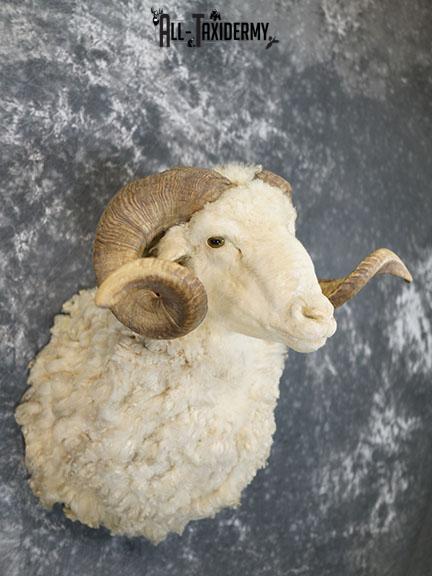 Barbarossa (Merino) sheep taxidermy shoulder mount SKU 2313 - Image 7