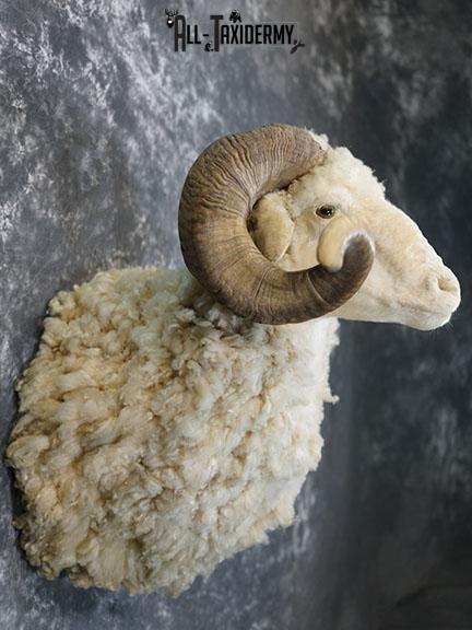 Barbarossa (Merino) sheep taxidermy shoulder mount SKU 2313 - Image 6