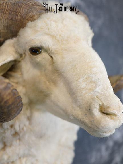 Barbarossa (Merino) sheep taxidermy shoulder mount SKU 2313 - Image 5