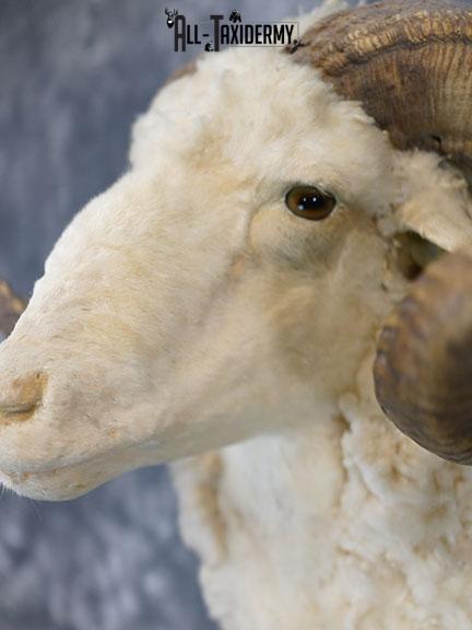 Barbarossa (Merino) sheep taxidermy shoulder mount SKU 2313 - Image 4