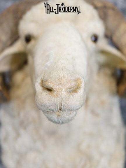 Barbarossa (Merino) sheep taxidermy shoulder mount SKU 2313 - Image 3