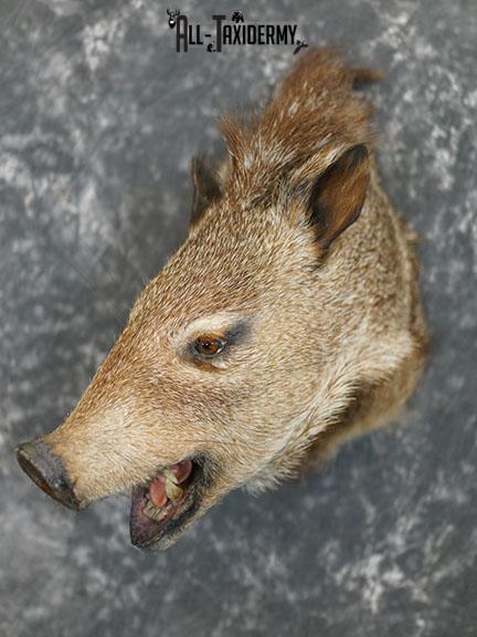 Javelina taxidermy shoulder mount SKU 2312