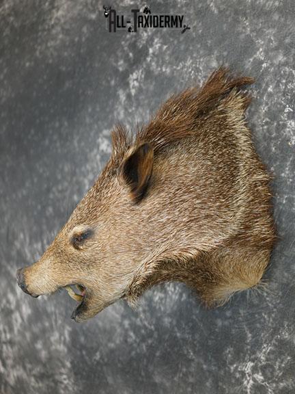Javelina taxidermy shoulder mount SKU 2312 - Image 6