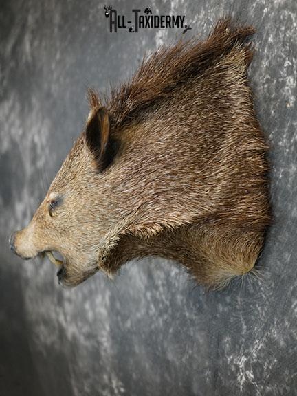 Javelina taxidermy shoulder mount SKU 2312 - Image 5