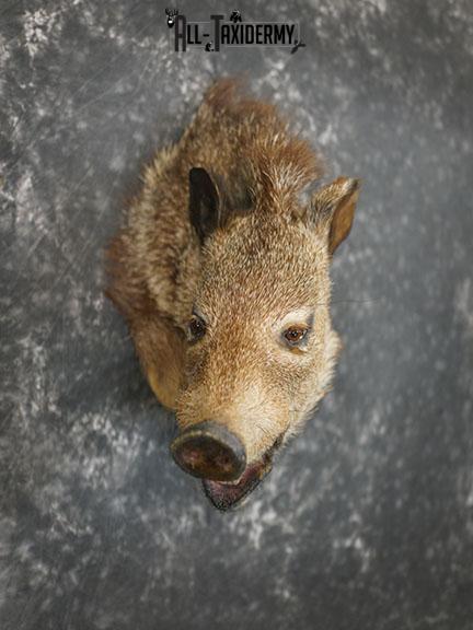 Javelina taxidermy shoulder mount SKU 2312 - Image 4