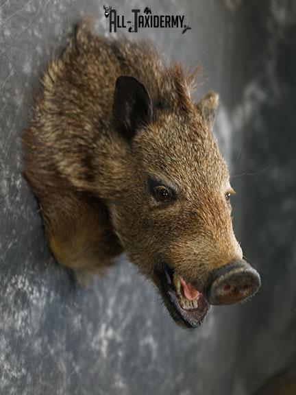 Javelina taxidermy shoulder mount SKU 2312 - Image 3