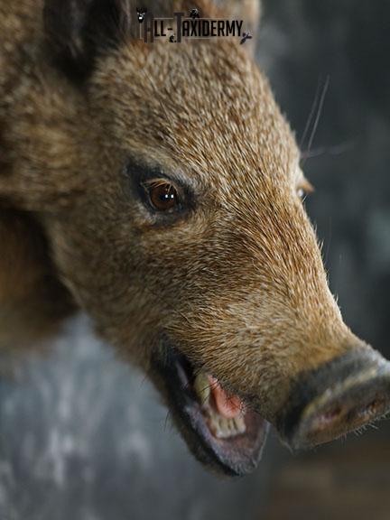 Javelina taxidermy shoulder mount SKU 2312 - Image 2