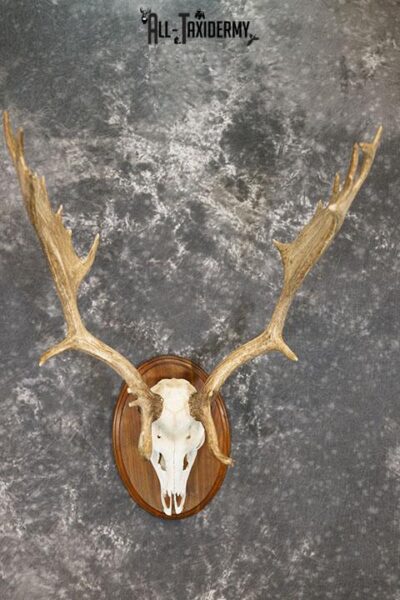 Fallow Deer Skull taxidermy mount SKU 2309