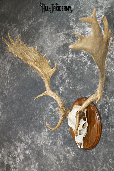 Fallow Deer Skull taxidermy mount SKU 2309 - Image 2