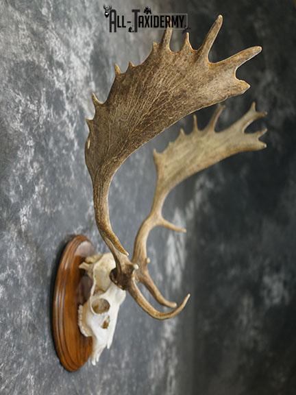 Fallow Deer Skull taxidermy mount SKU 2309 - Image 4