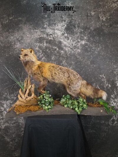 Cross Fox taxidermy mount SKU 2343