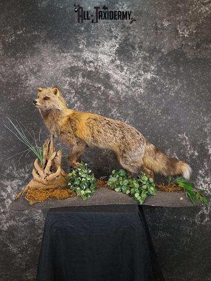 Cross Fox taxidermy mount SKU 2343