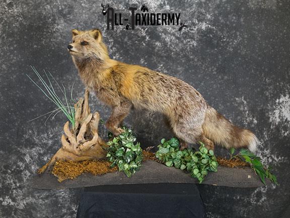 Cross Fox taxidermy mount SKU 2343 - Image 2