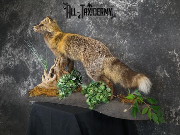 Cross Fox taxidermy mount SKU 2343 - Image 8