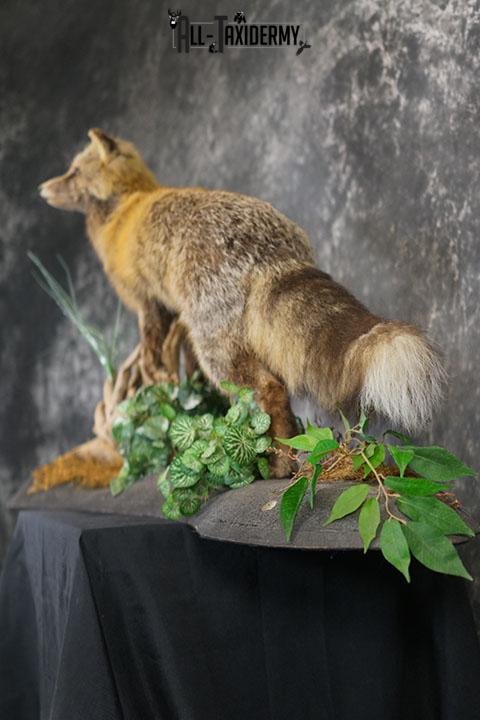 Cross Fox taxidermy mount SKU 2343 - Image 7
