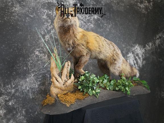 Cross Fox taxidermy mount SKU 2343 - Image 6