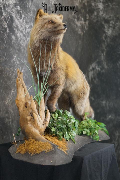 Cross Fox taxidermy mount SKU 2343 - Image 5
