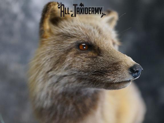 Cross Fox taxidermy mount SKU 2343 - Image 4