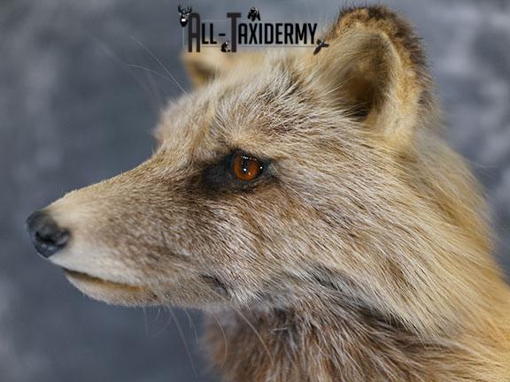 Cross Fox taxidermy mount SKU 2343 - Image 3