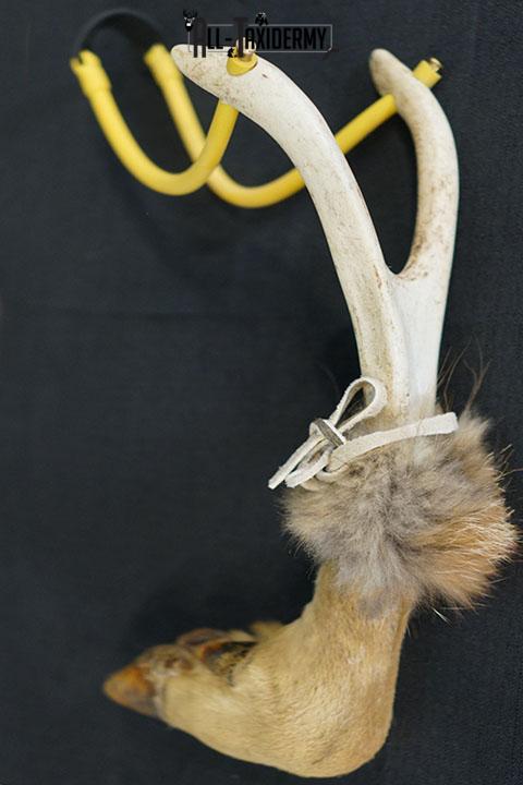 Deer leg slingshot taxidermy SKU 2339