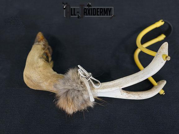 Deer leg slingshot taxidermy SKU 2339 - Image 2