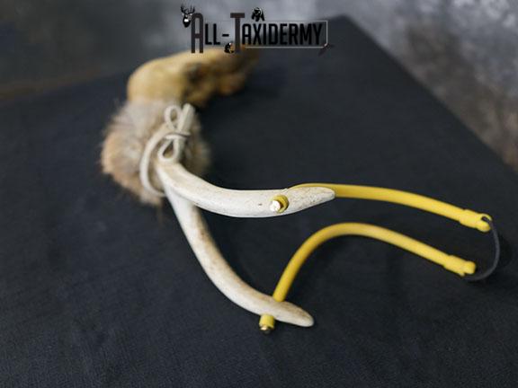 Deer leg slingshot taxidermy SKU 2339 - Image 4