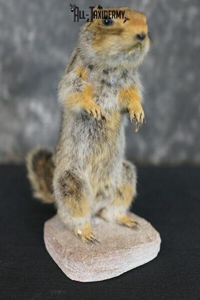 Ground Squirrel taxidermy mount SKU 2337